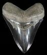 Serrated, Fossil Megalodon Tooth - Black Blade #57188-1